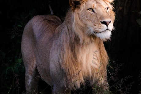 探秘非洲狮王lion大帝的非凡一生