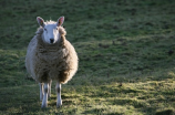 如何画出栩栩如生的美羊羊和喜羊羊？