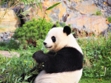探寻熊猫传说：神秘而又神奇的动物