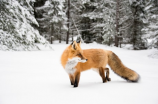 狐狸的故事：智慧与机智的化身